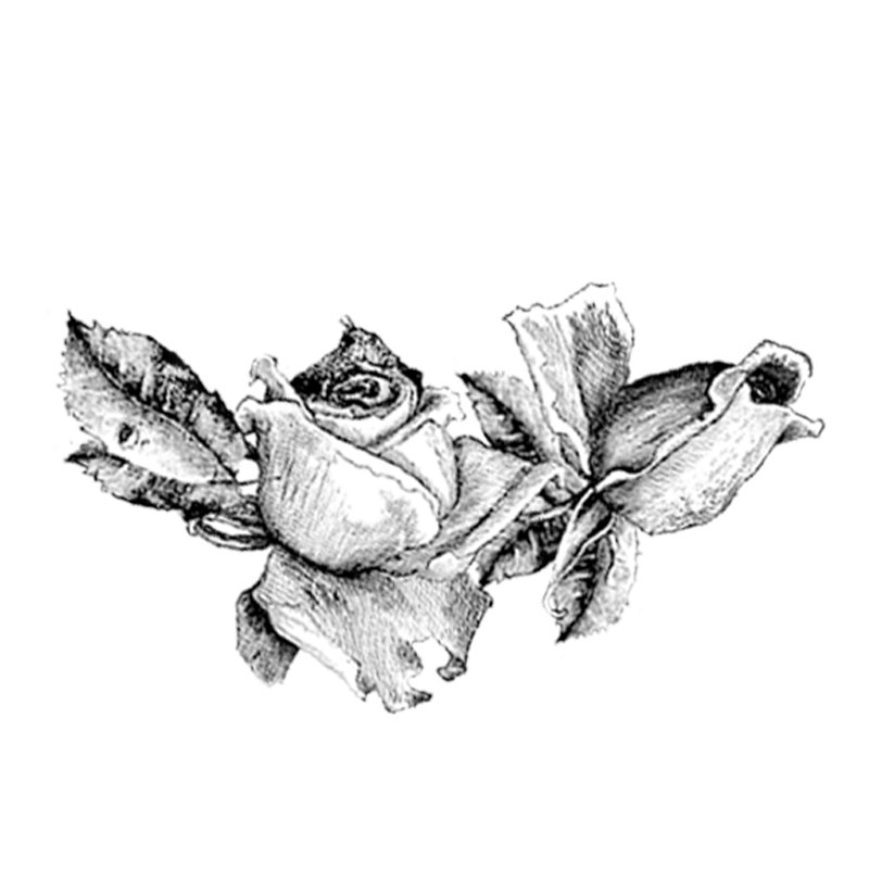 #2351 - Roses - Nature